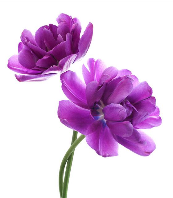 Purple Flower